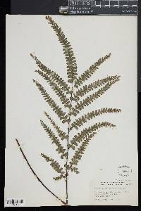 Adiantum melanoleucum image