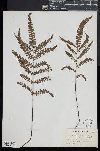 Adiantum melanoleucum image