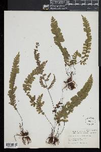 Adiantum melanoleucum image