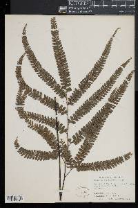 Adiantum melanoleucum image