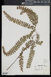 Adiantum patens image