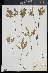 Adiantum aleuticum image