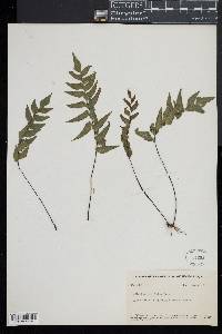 Adiantum petiolatum image