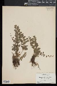 Adiantum philippense image