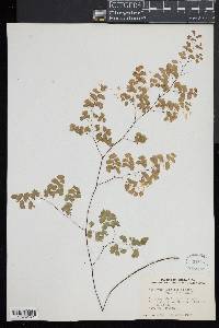 Adiantum poiretii image