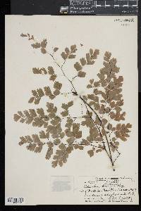 Adiantum tenerum image