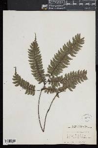 Adiantum tetraphyllum image