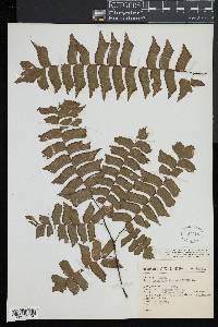 Adiantum trapeziforme image