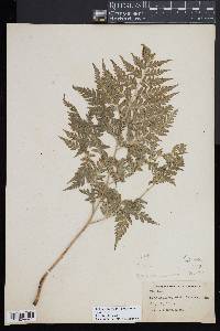 Cheilanthes skinneri image