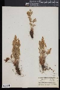 Cryptogramma acrostichoides image