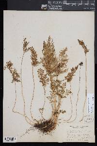 Cryptogramma crispa image