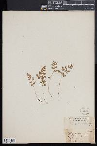 Cryptogramma stelleri image