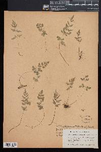 Cryptogramma stelleri image