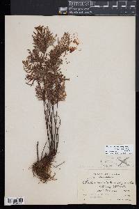 Mildella intramarginalis image