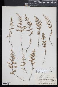Myriopteris lanosa image