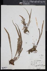 Polytaenium lineatum image