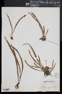 Polytaenium lineatum image
