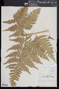 Pteris altissima image