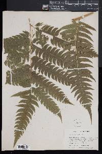 Pteris altissima image