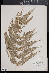 Pteris biaurita image