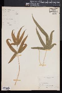 Pteris cretica image