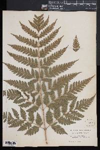 Pteris comans image