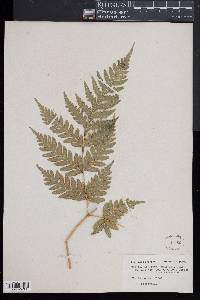 Pteris comans image