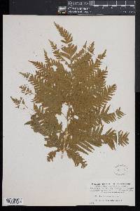 Pteris dentata image