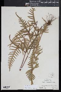 Pteris dispar image