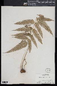 Pteris fauriei image