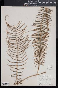 Pteris longifolia image