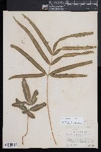 Pteris parkeri image