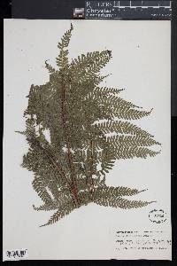 Pteris schlechteri image