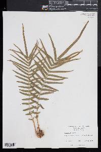 Pteris vittata image