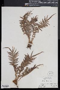 Pteris vittata image