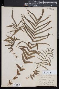 Pteris vittata image