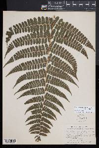 Dennstaedtia obtusifolia image