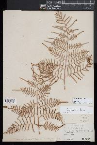 Pteridium caudatum image