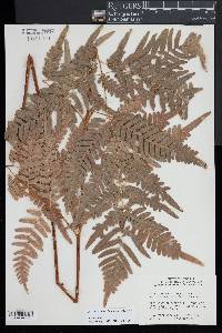 Pteridium aquilinum subsp. latiusculum image