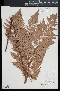 Pteridium aquilinum subsp. latiusculum image