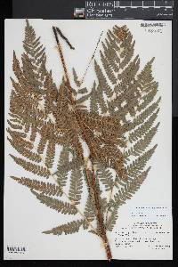 Pteridium aquilinum subsp. latiusculum image