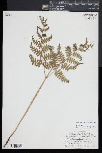 Pteridium aquilinum subsp. latiusculum image