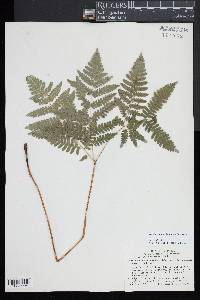 Pteridium aquilinum subsp. latiusculum image