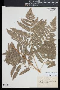 Pteridium aquilinum subsp. latiusculum image