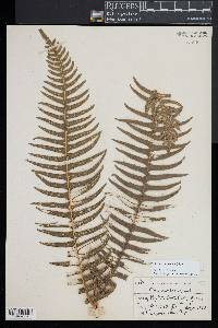 Pteridium revolutum image