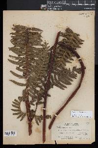 Pteridium revolutum image