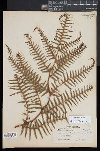 Pteridium revolutum image