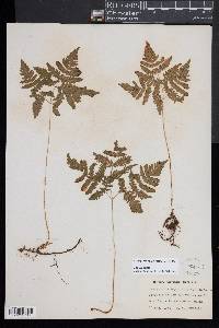 Gymnocarpium dryopteris image