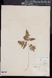 Gymnocarpium dryopteris image