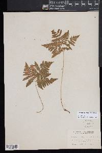 Gymnocarpium dryopteris image